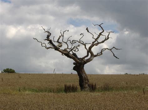 The Old Dead Tree By Maff77 On Deviantart