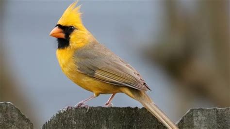 Rare Yellow Cardinal Photographed In Alabaster Alabama