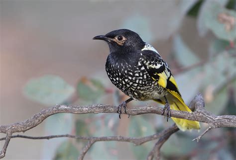 Regent Honeyeater Melbourne Museum