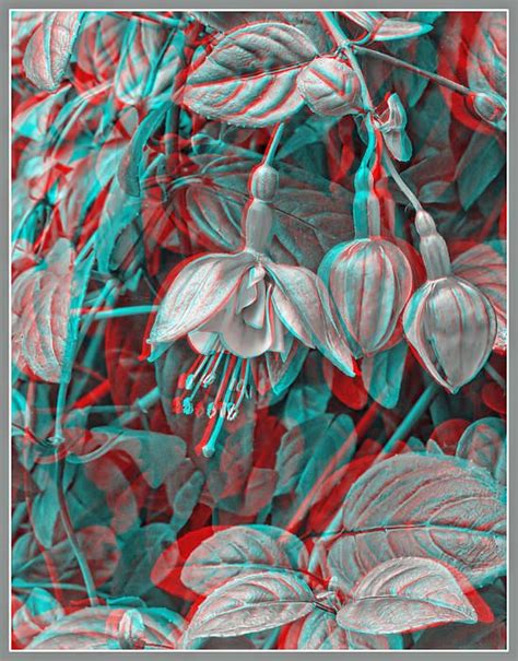 flowers and leaves bw 3d anaglyph by greg hjellen 3d photography surreal art flower wall art