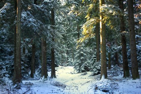 Pine Tree Forest During Winter Stock Image Image Of Wood
