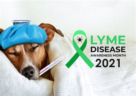 Lyme Disease Awareness Month 2021 Petcaresupplies Blog