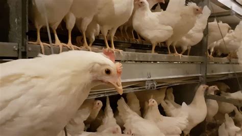 what is a pullet farm canadian food focus