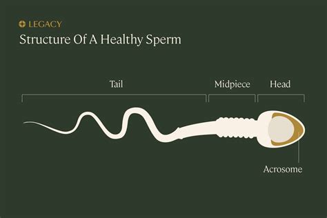 How Do Healthy Sperm Look Like