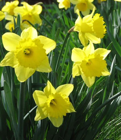 Daffodils Free Photo Download Freeimages