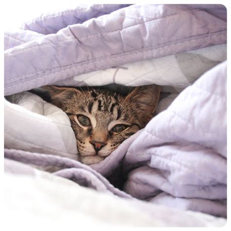 Cats In Bed 26 Felines Who Are Super Comfy