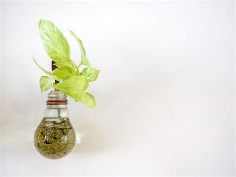 Premium Photo Green Water Plant Grow In Light Bulb Vase Hanging