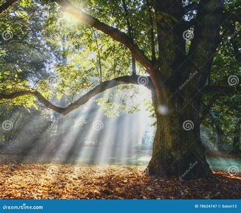 Solitary Ancient Oak With Awesome Sunbeams Stock Image Image Of