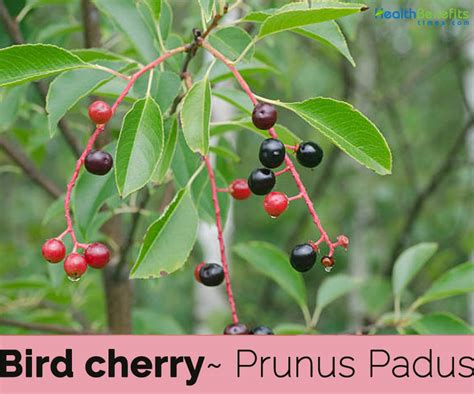 bird cherry facts and health benefits