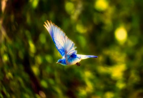 Cuidar De Los Animales Es Cuidar Del Medioambiente