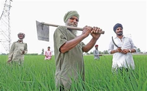 Why modi's laws to liberalize farming worry farmers: The debt trap: How and why Punjab farmers fell into a debt ...