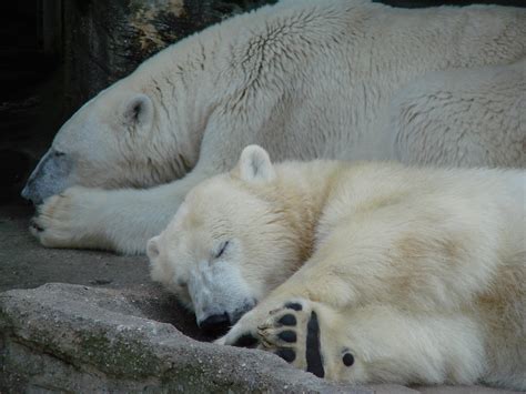 Free Images White Bear Polar Bear Sleep Sleepy Sleeping Cute