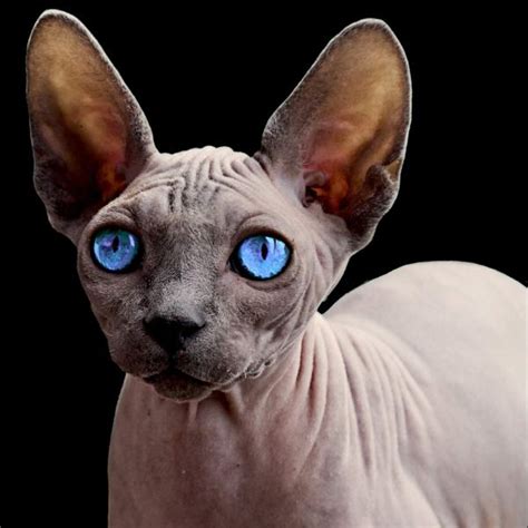 Here Is Why Sphynx Cats Cost So Much Purr Craze