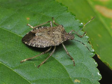 How To Get Rid Of Stink Bugs 15 Ways To Prevent Them