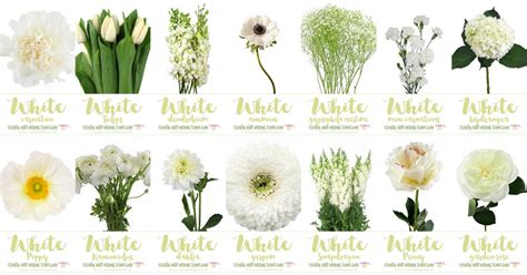 Maybe you would like to learn more about one of these? White Wedding Flowers Guide: Types of White Flowers, Names ...
