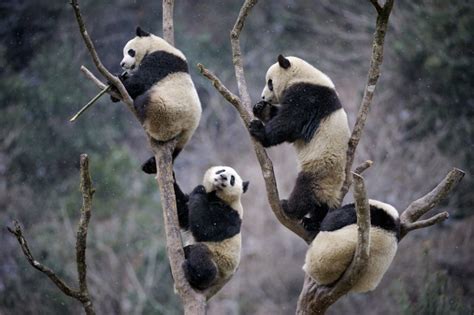 Long Extinct Pandas Left A Living Legacy