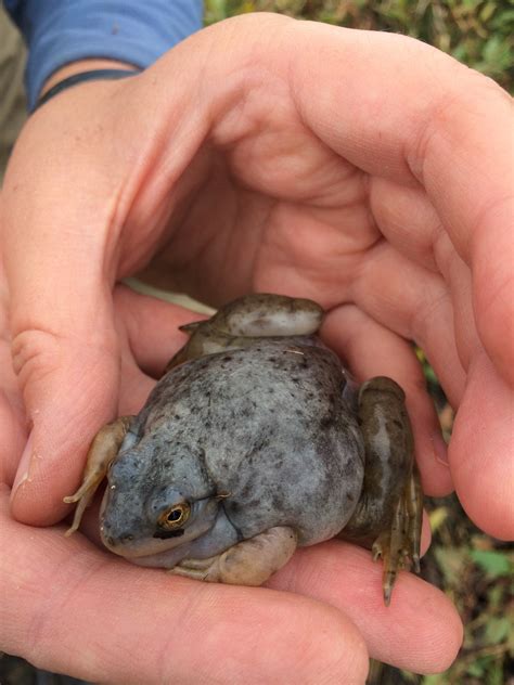 Blue Bullfrogs Spotted In Iowa Dnr News Releases