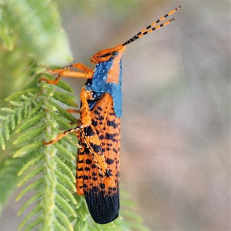 Leichhardts Grasshopper Kakadu National Park