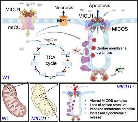Micu1 Regulates Mitochondrial Cristae Structure And Function