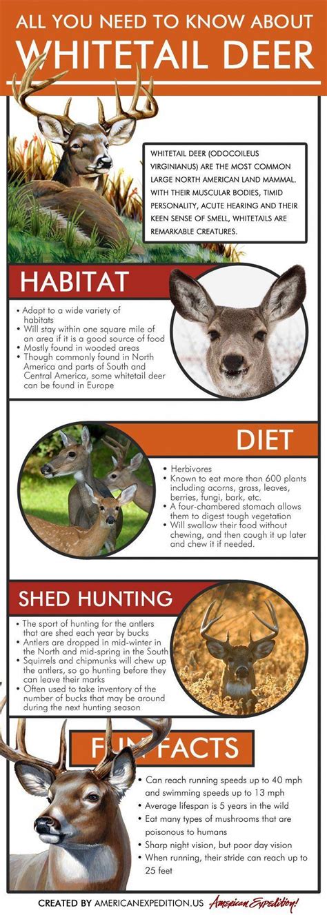 Whitetail Deer Infographic All You Need To Know About Whitetail Deer Learn About Deer