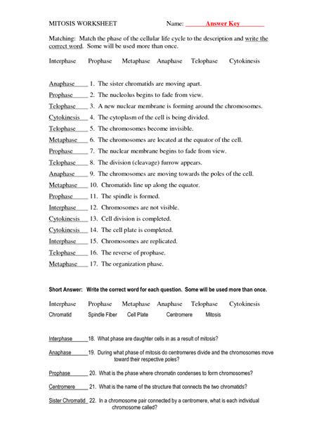 Apr 28 2006 11 4 meiosis and study workbook answers download on gobookee. Meiosis Review Worksheet Answer Key - kidsworksheetfun