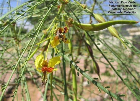 Plantfiles Pictures Parkinsonia Species Jerusalem Thorn