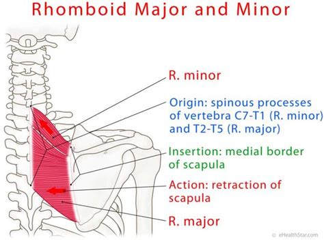 Rhomboid Majorminor Strain Spasm Pain Test Ehealthstar