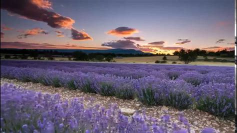 Sunset In Provence France Over A Lavender Field Youtube