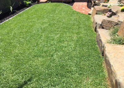 It's a low maintenance lawn and a good repairer coping well with high traffic volumes from there is only one sir walter dna certified buffalo grass. Sir Walter Buffalo Lawn - Instant Lawn Adelaide