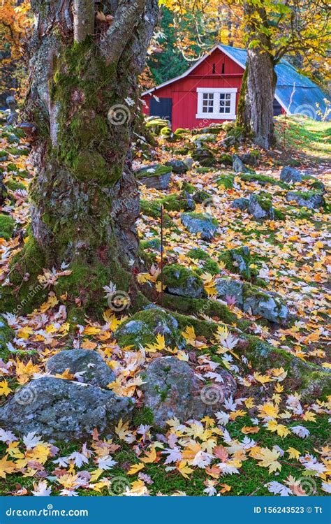 Fallen Autumn Leaves In A Garden With A Red Shed Stock Image Image Of