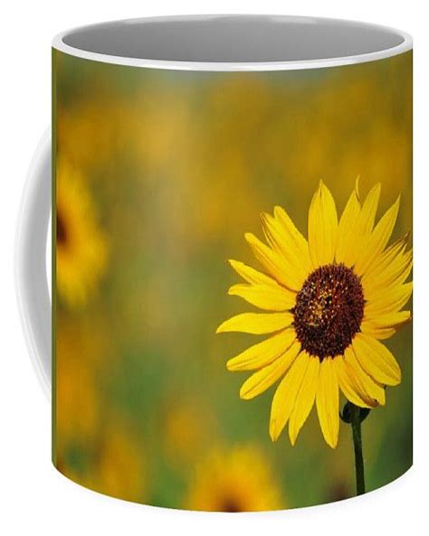 Wild Sunflower Coffee Mug By Connor Beekman Wild Sunflower Coffee