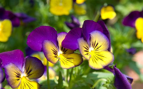 Pansy Yellow And Purple Flowers Hd Wallpapers 1920x1200