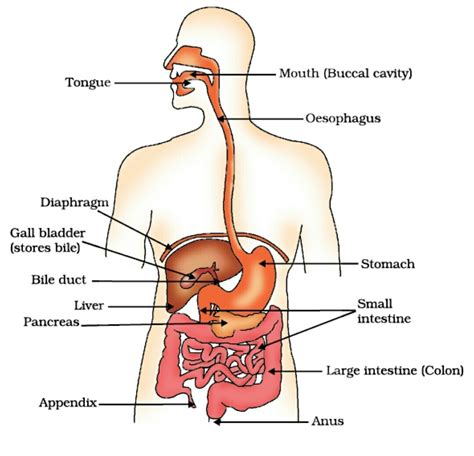 Write About Digestive System In Human Homework Help Mycbseguide