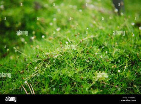 Close Up On Small Flowers Of Sagina Subulata Stock Photo Alamy