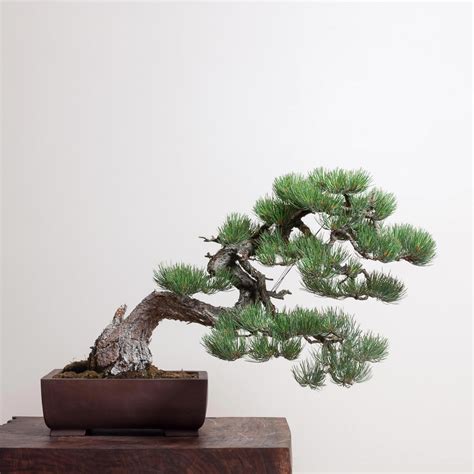 Ponderosa Pine No 16 Bonsai Mirai Outdoorbonsai Bonsai Tree Pine