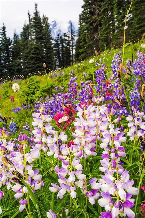 Wildflowers Paradise Mt Rainier National Park Washington Usa