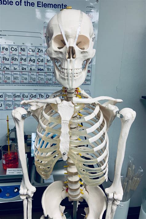 Life Size Skeleton Model | KLM Bio Scientific