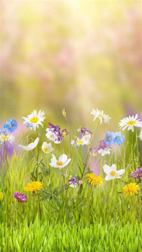 Iphone 7 Wallpaper Spring Images With High Resolution 1080x1920 Pixel