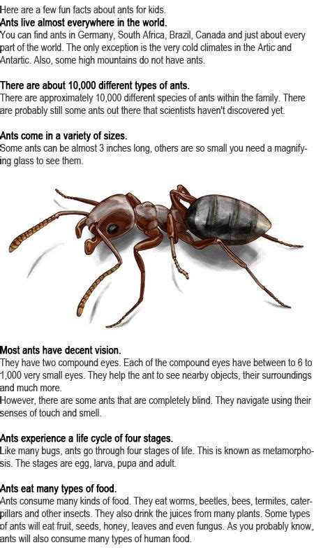 Ant Life Cycle For Kids Becki Gulley
