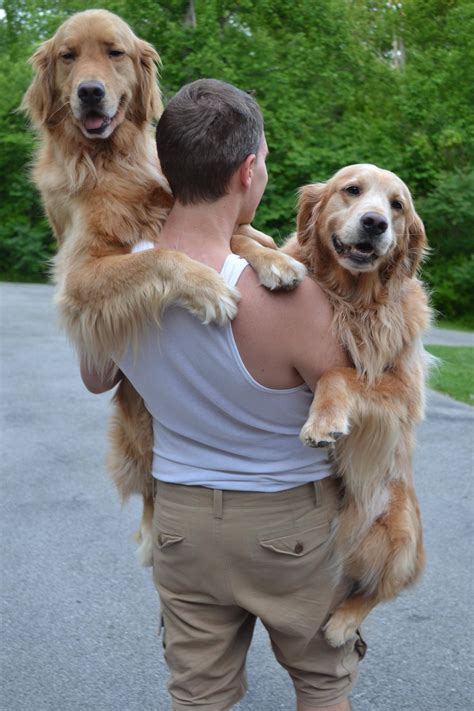90 Lb Golden You Say Try Two Huge Dogs Dog Love Golden Retriever
