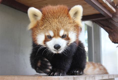 Shizuoka Zoo Recovers Missing Red Panda After Frantic Search The