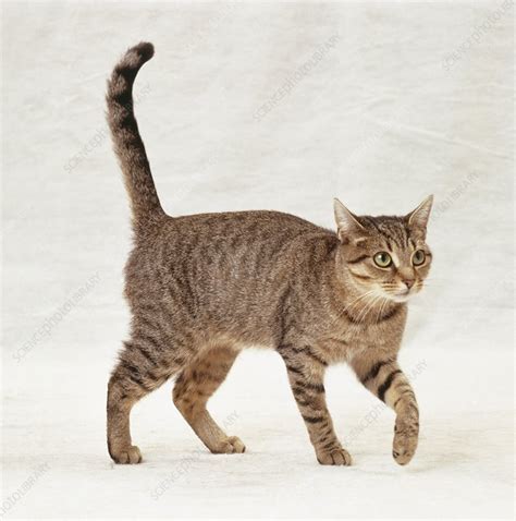 Brown Mackerel Tabby Cat Walking Forwards Stock Image C0536783