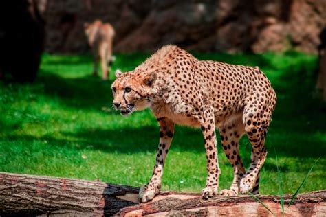 Free Images Forest Adventure Summer Zoo Portrait Green Park