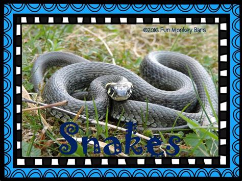 Snakes Informational Text Love Reading Reading