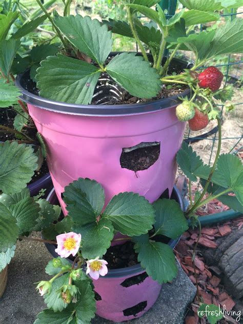 Diy Strawberry Planter From Recycled Materials Pinterest Challenge