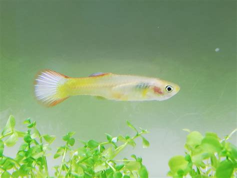 Is this normal for a guppy? : poecilia