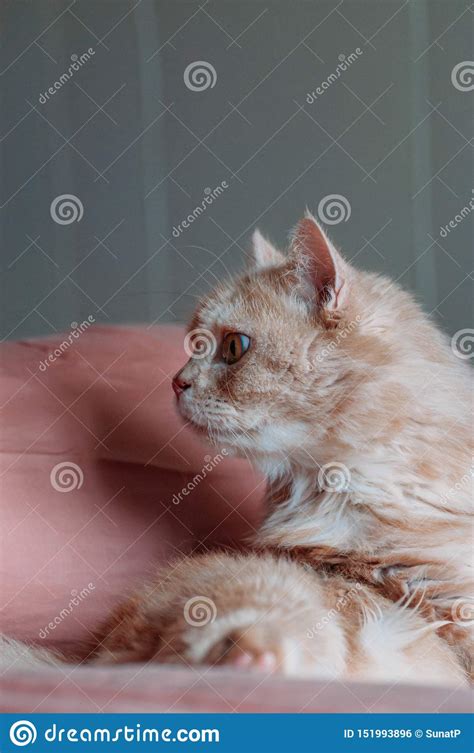 Old Persian Cat Looking Something Stock Photo Image Of Indoors Eyes