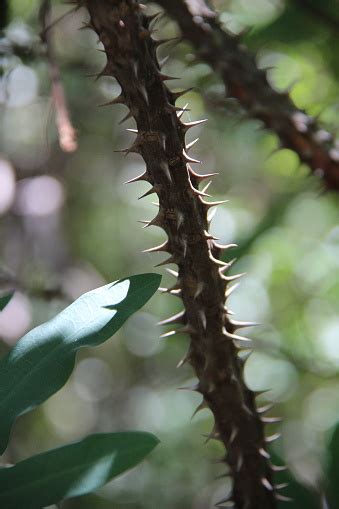 Closeup Of A Crown Of Thorns Plant Also Known As Christs Thorn Stock