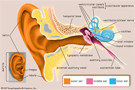 Human Ear Anatomy Of The Human Ear Britannica