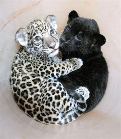 Jaguar Cub Loves To Cuddle Baby Panther Daily Squee Cute Animals